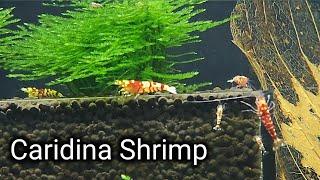 Want to Try Caridina Shrimp?  Things You Need to Know