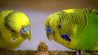 Happy Parakeet Sounds for 1 Hour