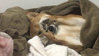 今朝の寝相  耳グセついてますよ、ゆきちゃん。    柴犬ゆき Shiba inu, Yuki