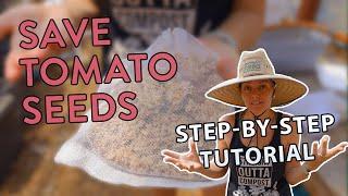 How A Seed Company Saves Tomato Seeds Step By Step