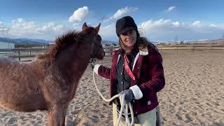 A Day in the Life at Colorado Horse Rescue