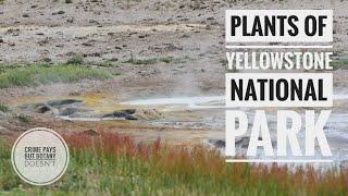 Plants of Yellowstone National Park