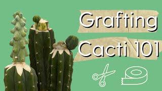 Grafting Cacti 101┃ How to Graft a San Pedro Cactus