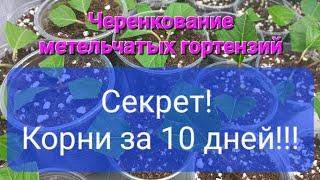 Летнее черенкование метельчатых гортензий. Мой секрет корней за 10 дней!