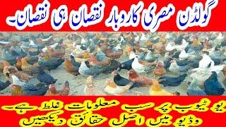 Golden Misri Hen Farming Pakistan Gujrat 2023 | Golden Misiri Murghi | Golden mishri chooza