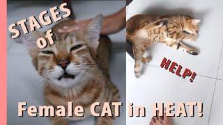 STAGES of a female cat in HEAT!