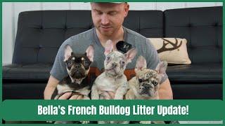 Bella's French Bulldog Litter Update!