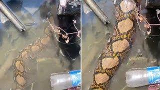 Python Slithers Through Dirty Bangkok Canal