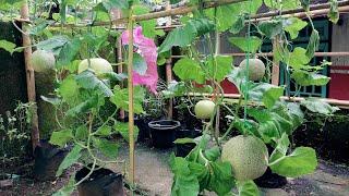 Cara menanam melon di polybag dari semai hingga panen.