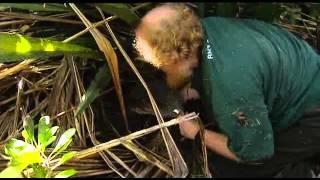 2012-07-24 - BREAKFAST - SAVING THE LITTLE SPOTTED KIWI