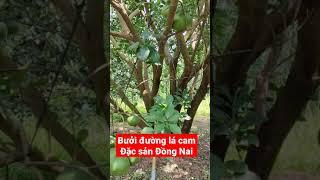 Bưởi đường lá cam, đặc sản Đồng Nai