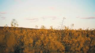 The Sunset Shot | Agricultural farms | High Quality Shot | Stock footage | Stock Video | 4 k shot |