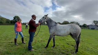 Pushy Horse Wont Load! Lets see If I Can Help!