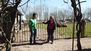 Dierentuin Interview Uilen en Dierenpark de Paay in coronatijd