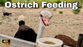 Feeding an OSTRICH: Up Close and Personal!