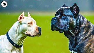 Only These 6 Dogs that Can Defeat a Cane Corso in Fight