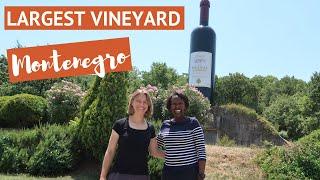 Plantaze Winery Montenegro: Visit the Largest Single Vineyard in Europe