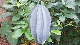 15 Facts About Nigerian Pumpkin Leaf (Ugu) | Flo Chinyere