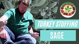 Medicinal Turkey Stuffing! The Benefits of Sage