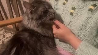 Maine Coon Deksi Cat takes care