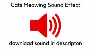 Cats Meowing Sound Effect
