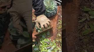 Cutting leaves from succulents
