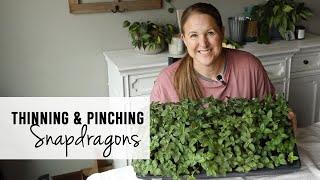 Thinning and Pinching Snapdragons for Cut Flowers : Sunshine and Flora Flower Farm