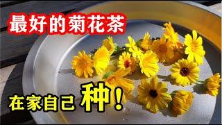 How to Grow Calendula officinalis?