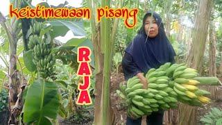 KEUNGGULAN PISANG RAJA SAJEN