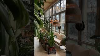 Living Room Plants Decoration Ideas #shorts #livingroom #plants