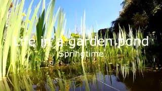 Life in a garden pond - A GoPro underwater view