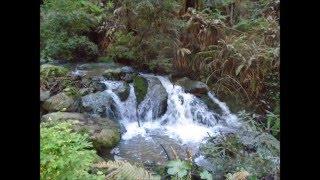 Steep Ravine Trail,  Mt  Tamalpais, March 16, 2016