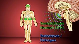 Knochenwachstum - Schulfilm Biologie