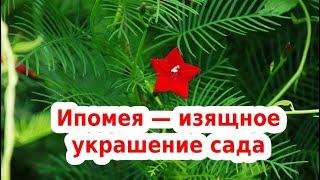 ИПОМЕЯ КВАМОКЛИТ — изящное украшение сада - вьющееся растение