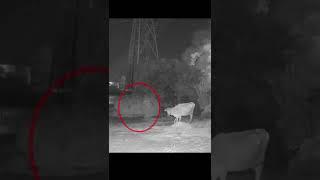 The real ghost and cow at night #shorts #ghost #cow #ghost #subscribe