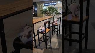 #cats stole our seats on #date  #filipina #couplepreneurs #businesscouples #philippines #funny