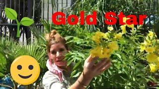 How & Where to Grow Your Gold Star