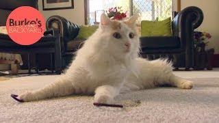 Burke's Backyard, Turkish Van Cat Road Test