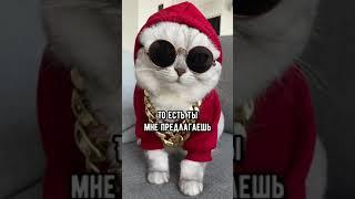 Смешные коты - Майя  #смешныекоты #кошка #shorts