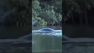 GAINT RIVER SERPENT CAUGHT ON CAMERA #shorts #INFORMANIYA