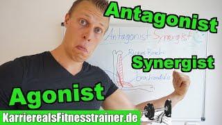 Agonist, Antagonist & Synergist genau aber einfach erklärt!