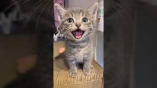 Cute kittens️【3】#shorts #cat #kittens #pets #babycat #funnycats #cutecat 