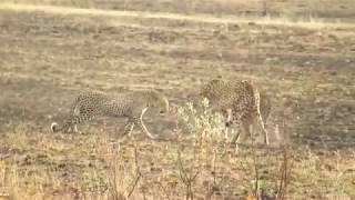 Leopard tries to steal kill from 2 cheetahs and fails!