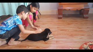 Sasda Playing with Dodo and run in the home