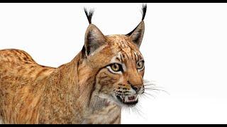 Lynx 3D Model for Download | @PROmax3D