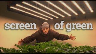 Creating a Green Screen