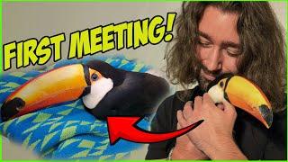 Meeting my rehab toucan for the first time