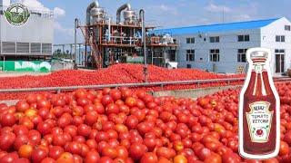 27 Billion Pounds Of Tomatoes Are Harvested To Produce Ketchup This Way | Agriculture Technology