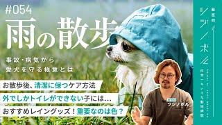 【雨の散歩】事故や病気から愛犬を守るコツ！知ってて得する雨のお散歩知識【獣医師ツジノボル】