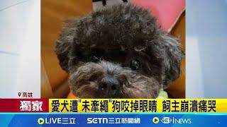 愛犬遭"未牽繩"狗咬掉眼睛! 飼主崩潰痛哭 "未牽繩狗"傷毛孩! 動保處:恐列攻擊性犬隻│記者 陳俞安 田居達│新聞一把抓20250623│三立新聞台